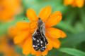 IMG_8983 moth on orange flower